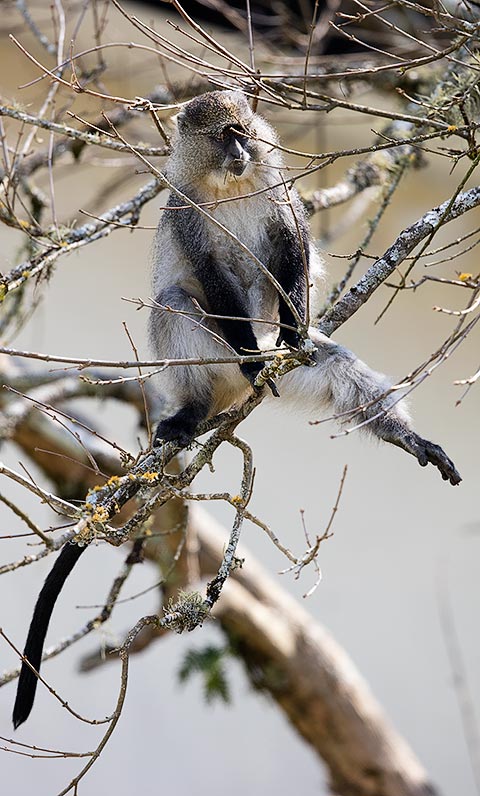Sykes monkey